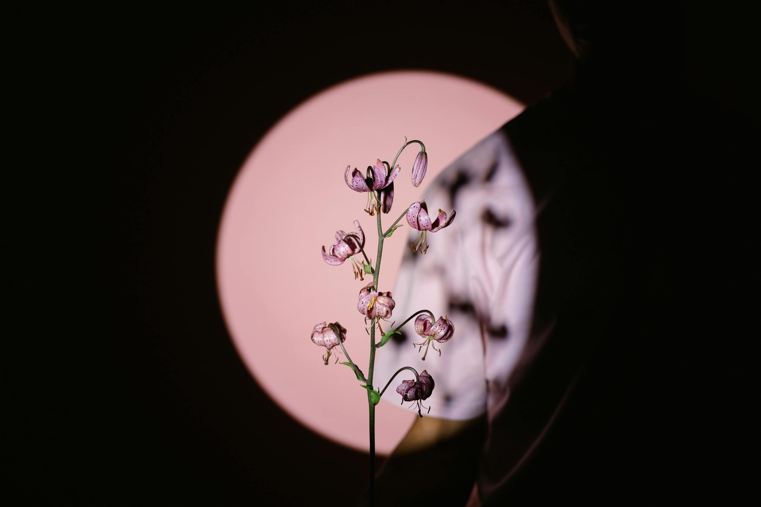 A vivid flower casting shadows against a soft moonlike backdrop, creating a dramatic artistic effect.